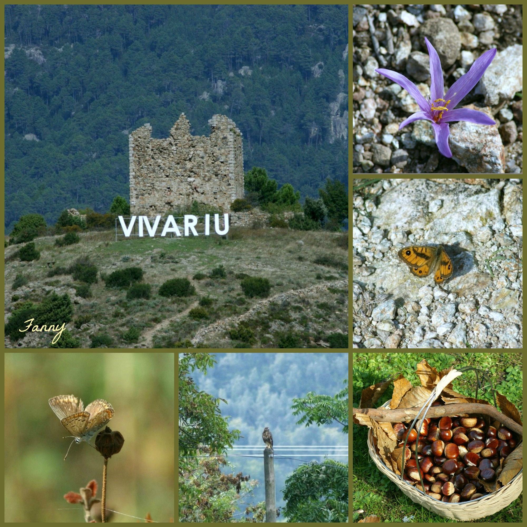 Vivario signé (2).jpg