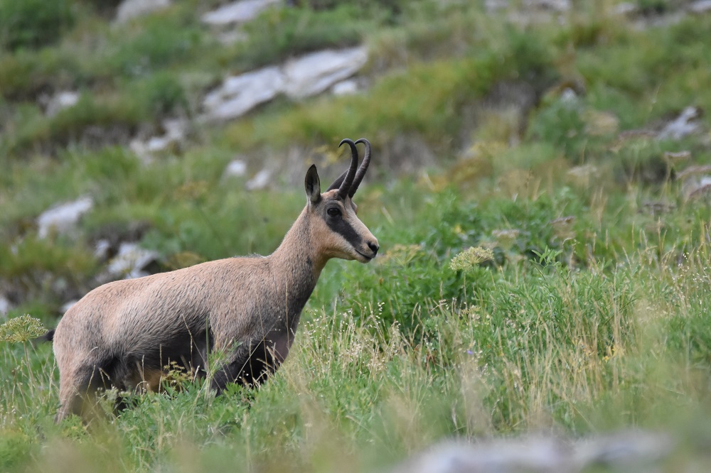 DSC_9277 - Copie.jpg