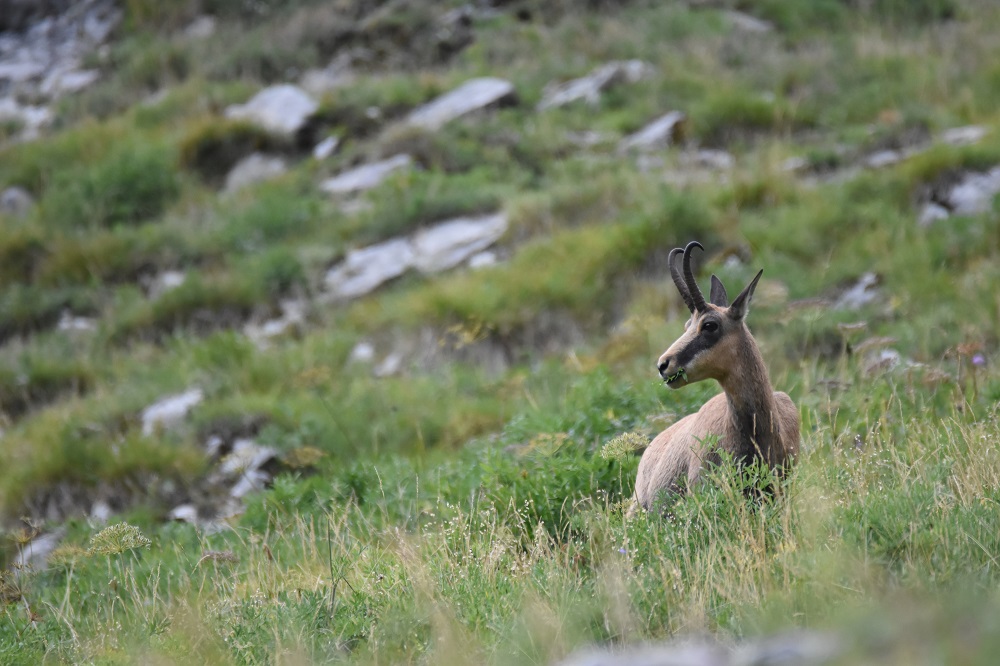 DSC_9292 - Copie.jpg