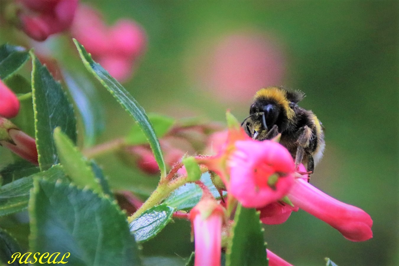 Bourdon des près jardin Dimanche 02 Juin 2019.JPG