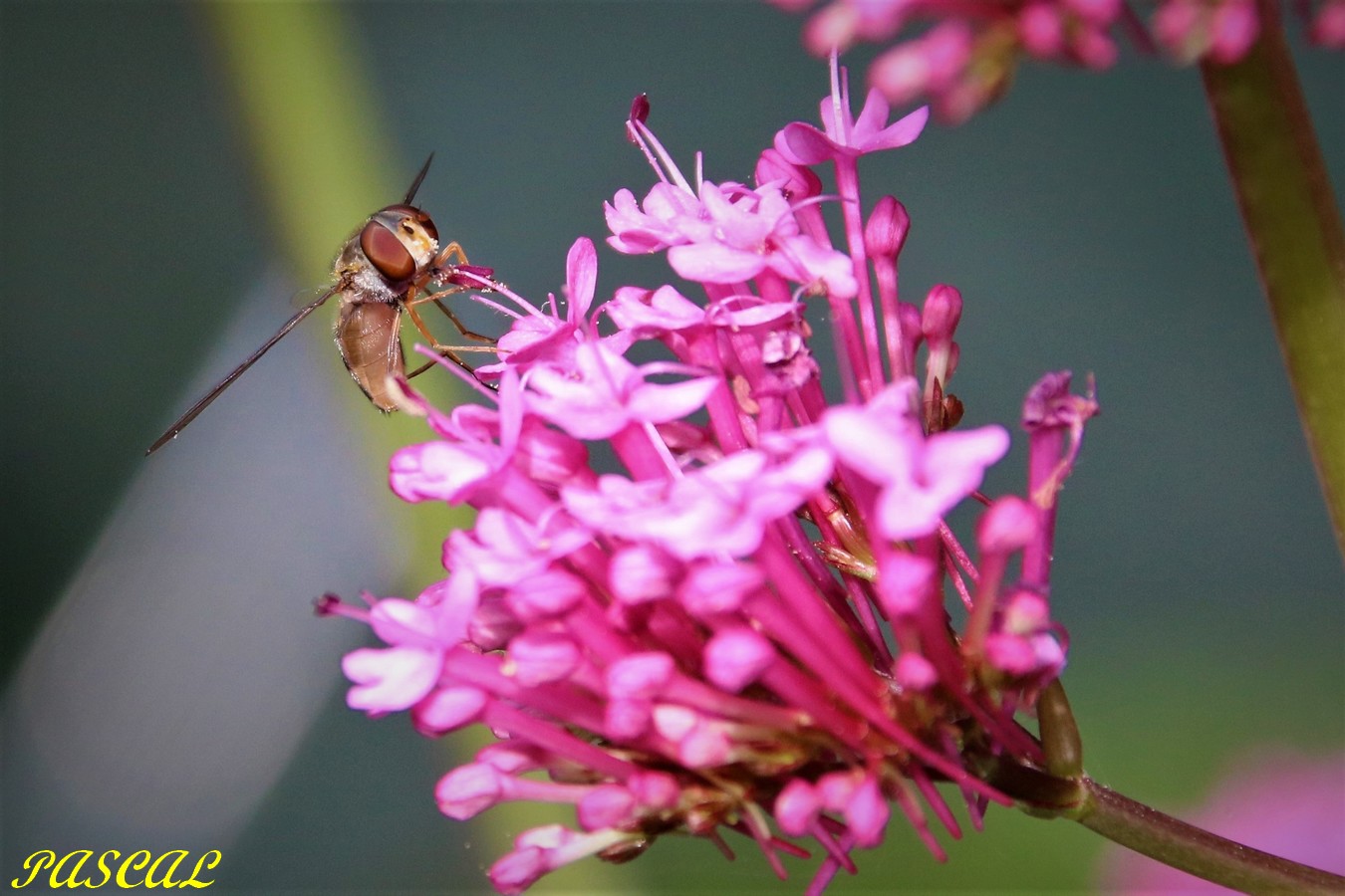 Syrphe jardin Dimanche 02 Juin 2019.JPG