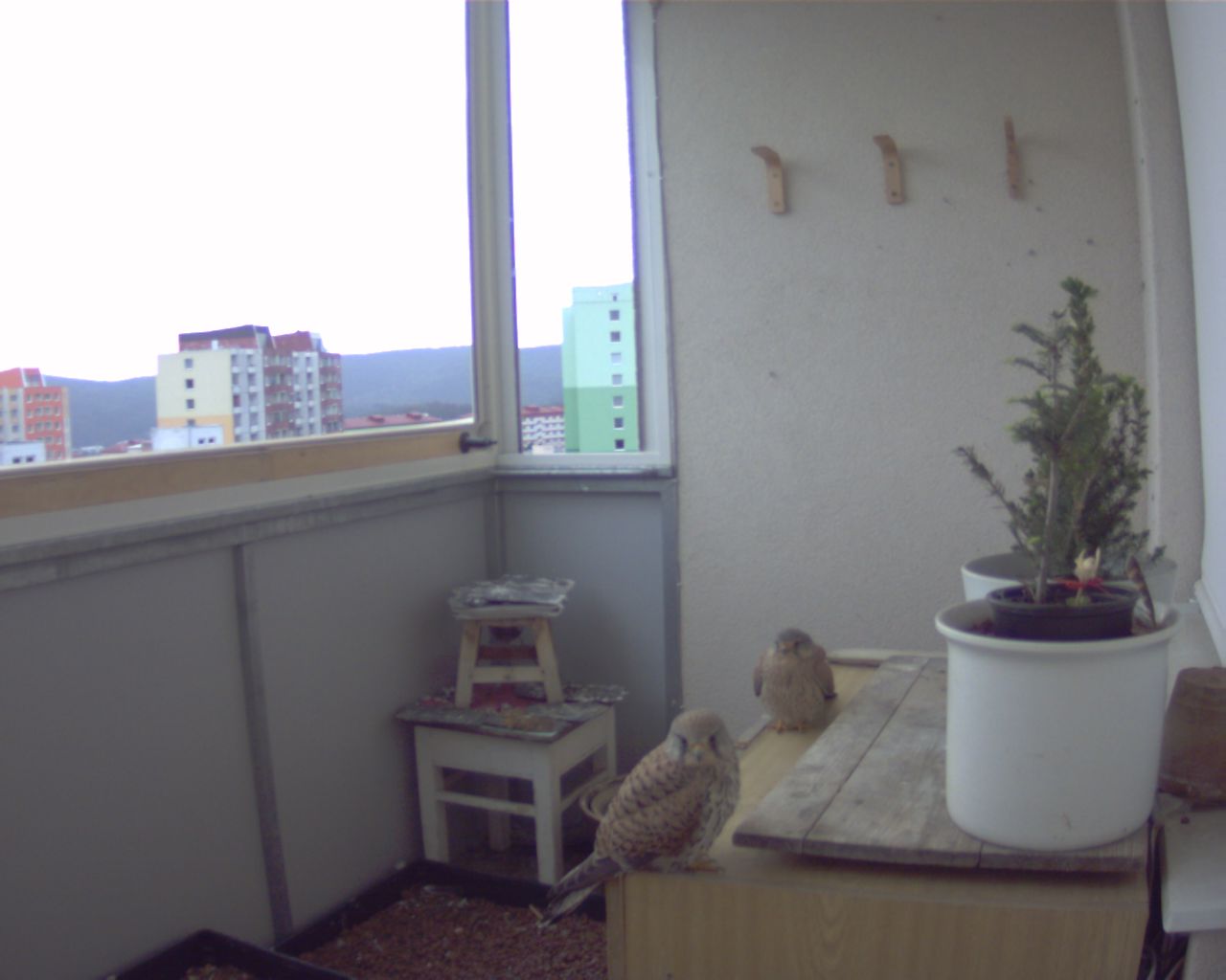 20190412_07-41-16.jpg