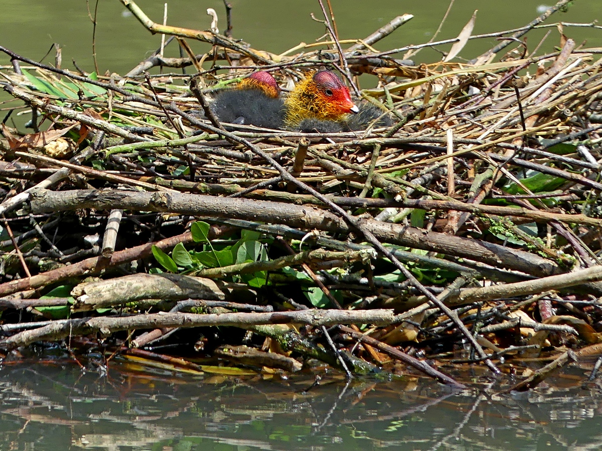 06.06.2019lumix.jpg_132.jpg