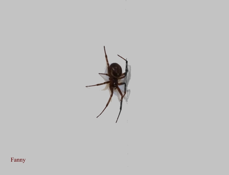 Araignée veuve noire. R  signéeCorseDSC05450 (2).jpg