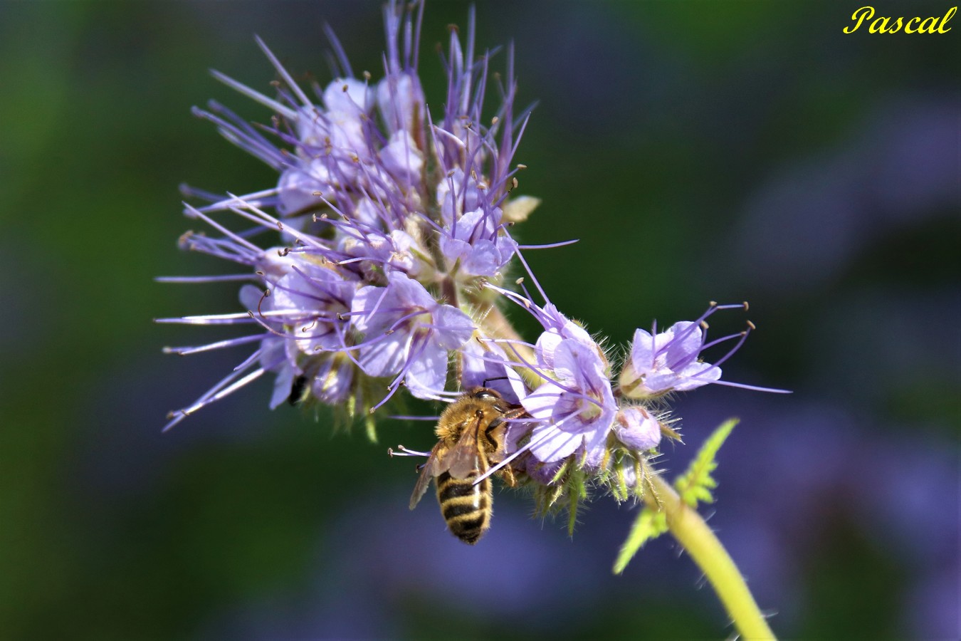 Insecte sur Phacélie.JPG