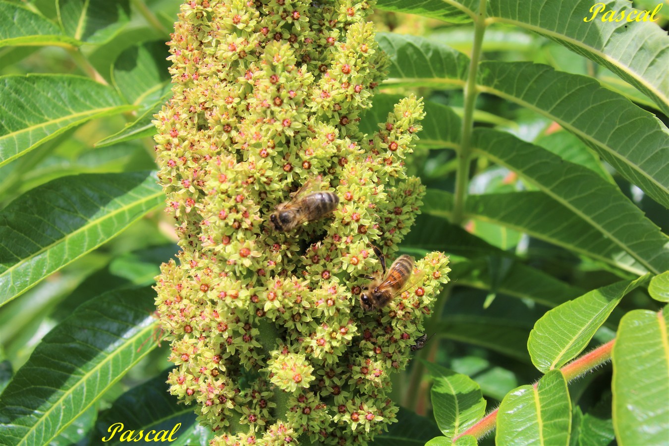 Abeilles sur Sumac de Virginie.JPG