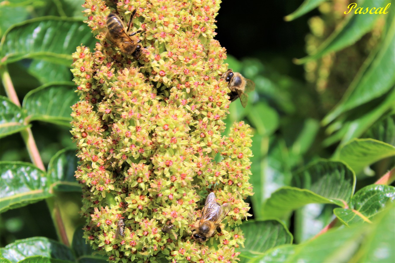 Insectes sur Sumac de Virginie.JPG