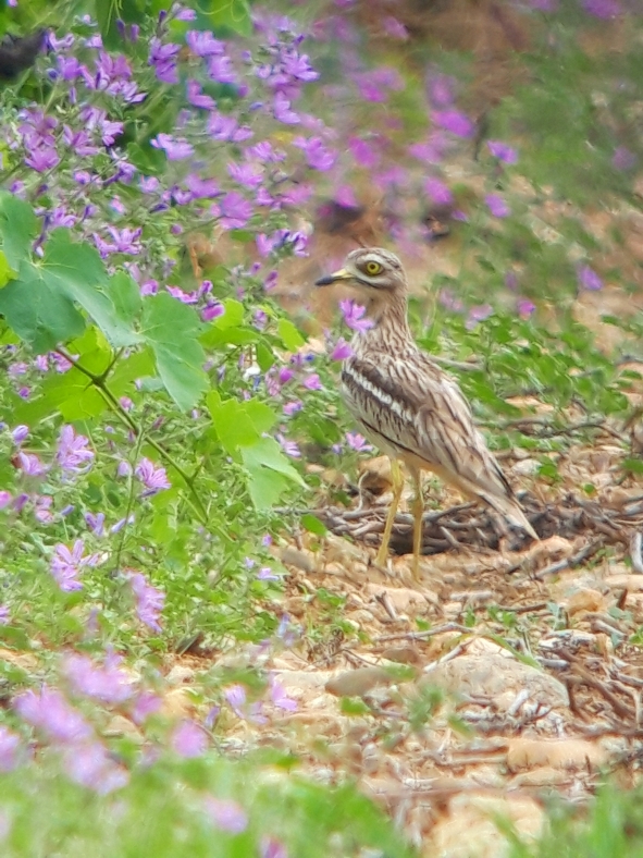 Oecideme Chistophe. B.jpg
