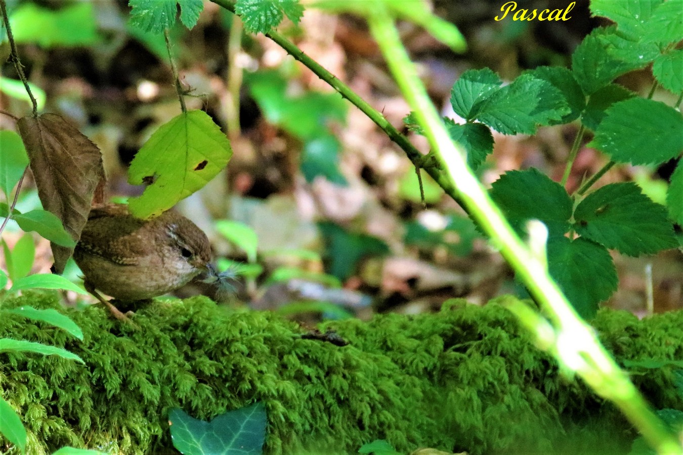 Troglodyte mignon (2).JPG