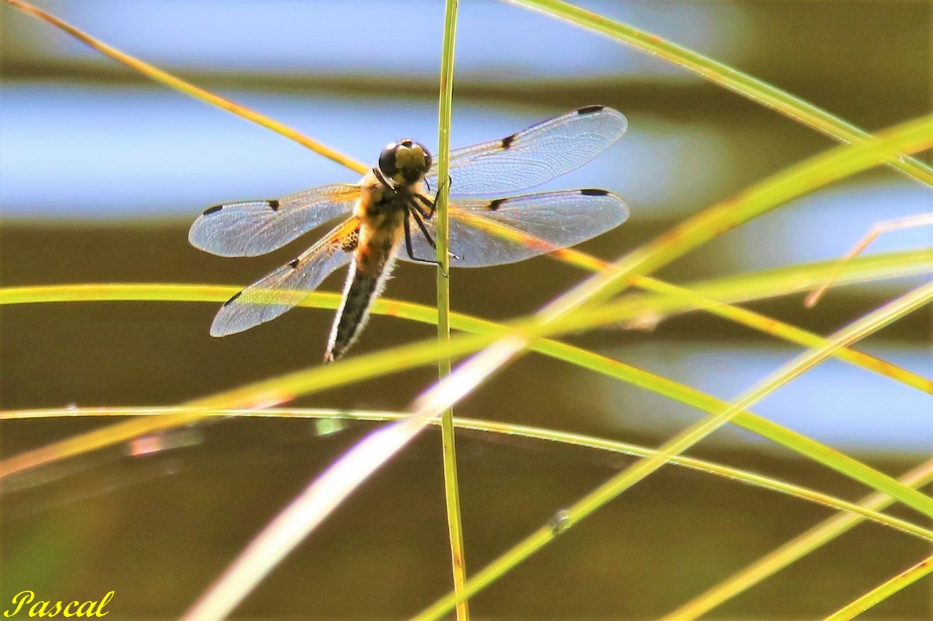 Libellule à quatre tâches femelle.JPG