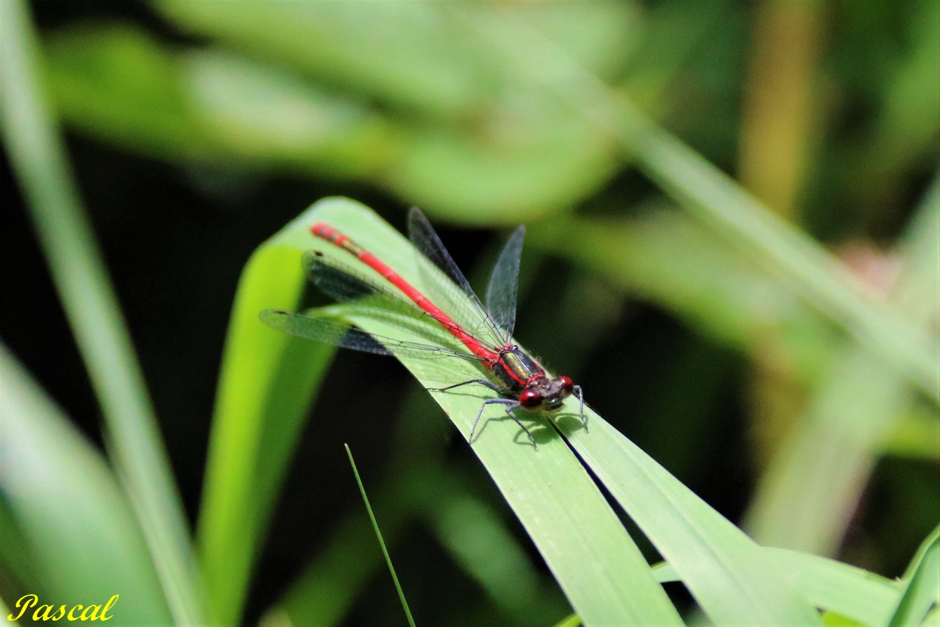 Petite nymphe au corps de feu mâle.JPG
