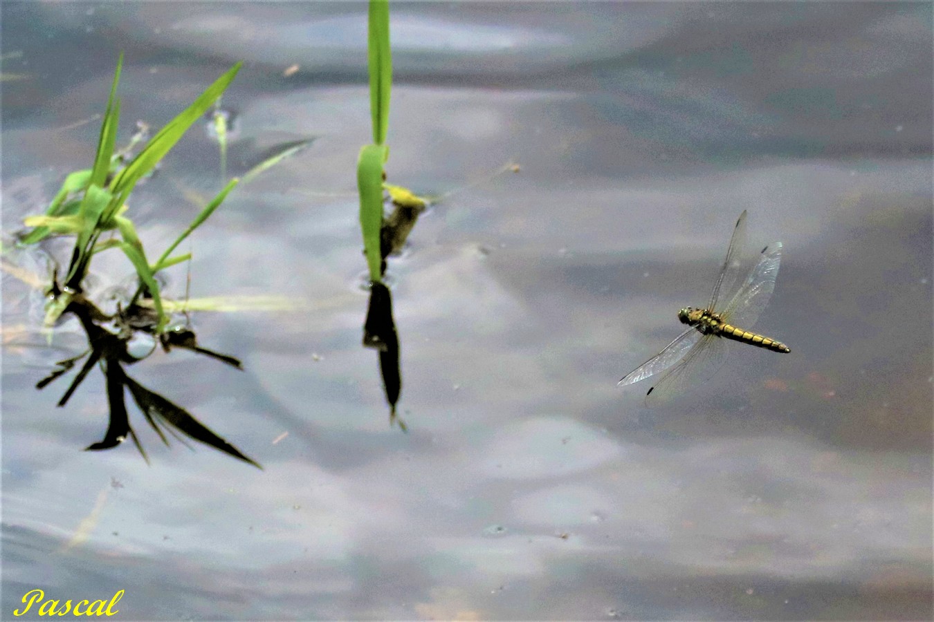 Sympétrum strié femelle ou Sympétrum fascié.JPG