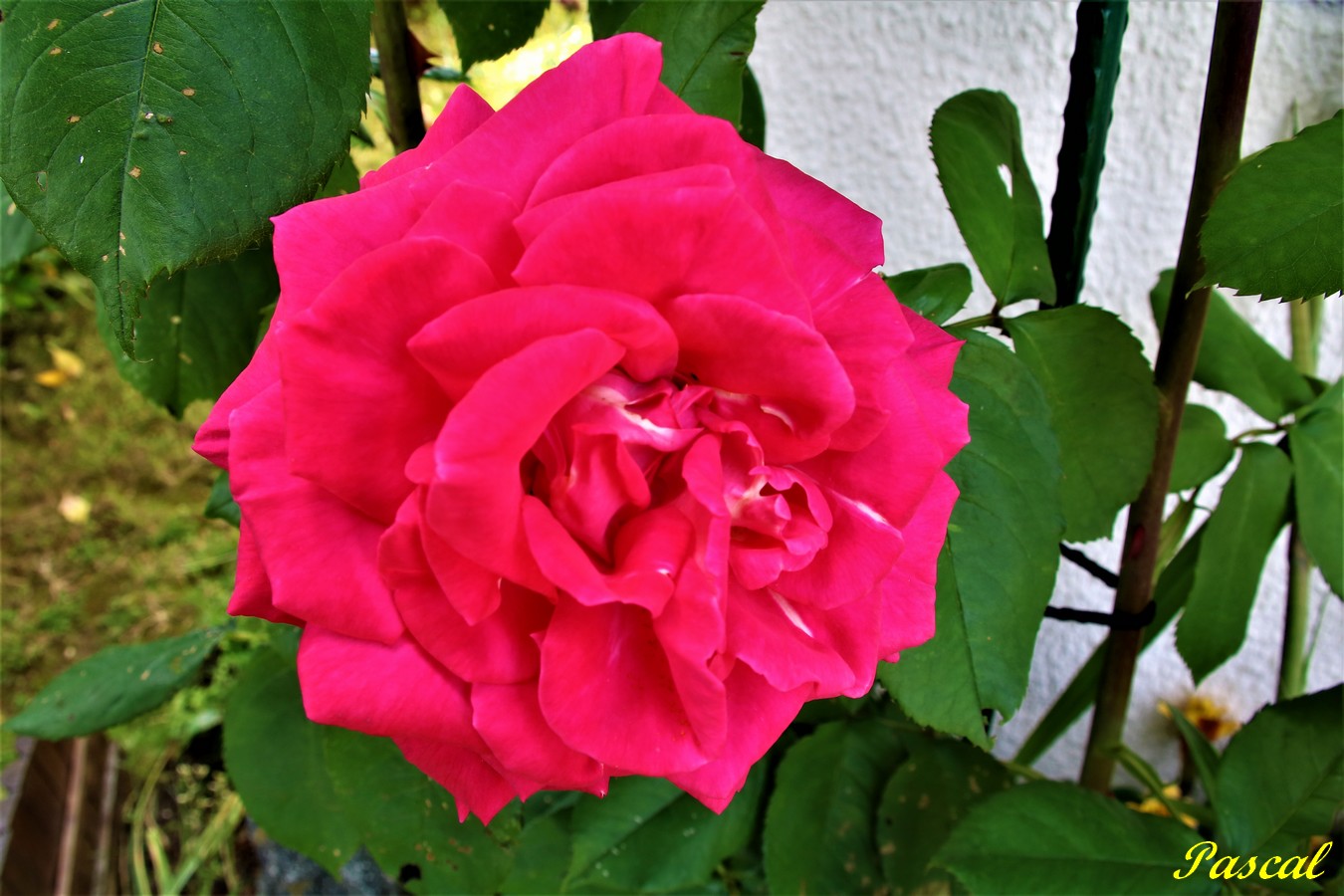 IMG_5009 - Copie.JPG
