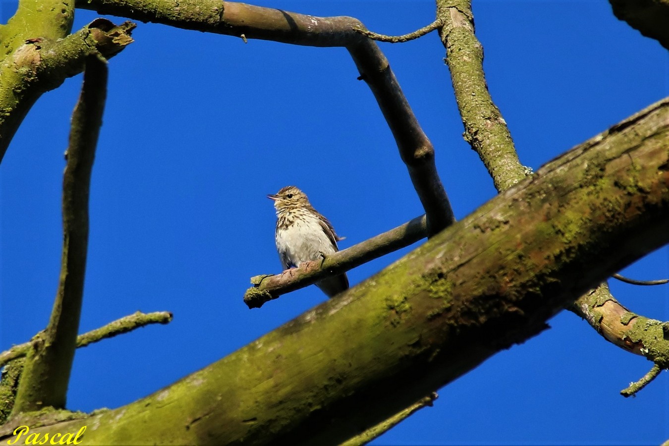Alouette Pipit Rousserolle Fauvette.JPG