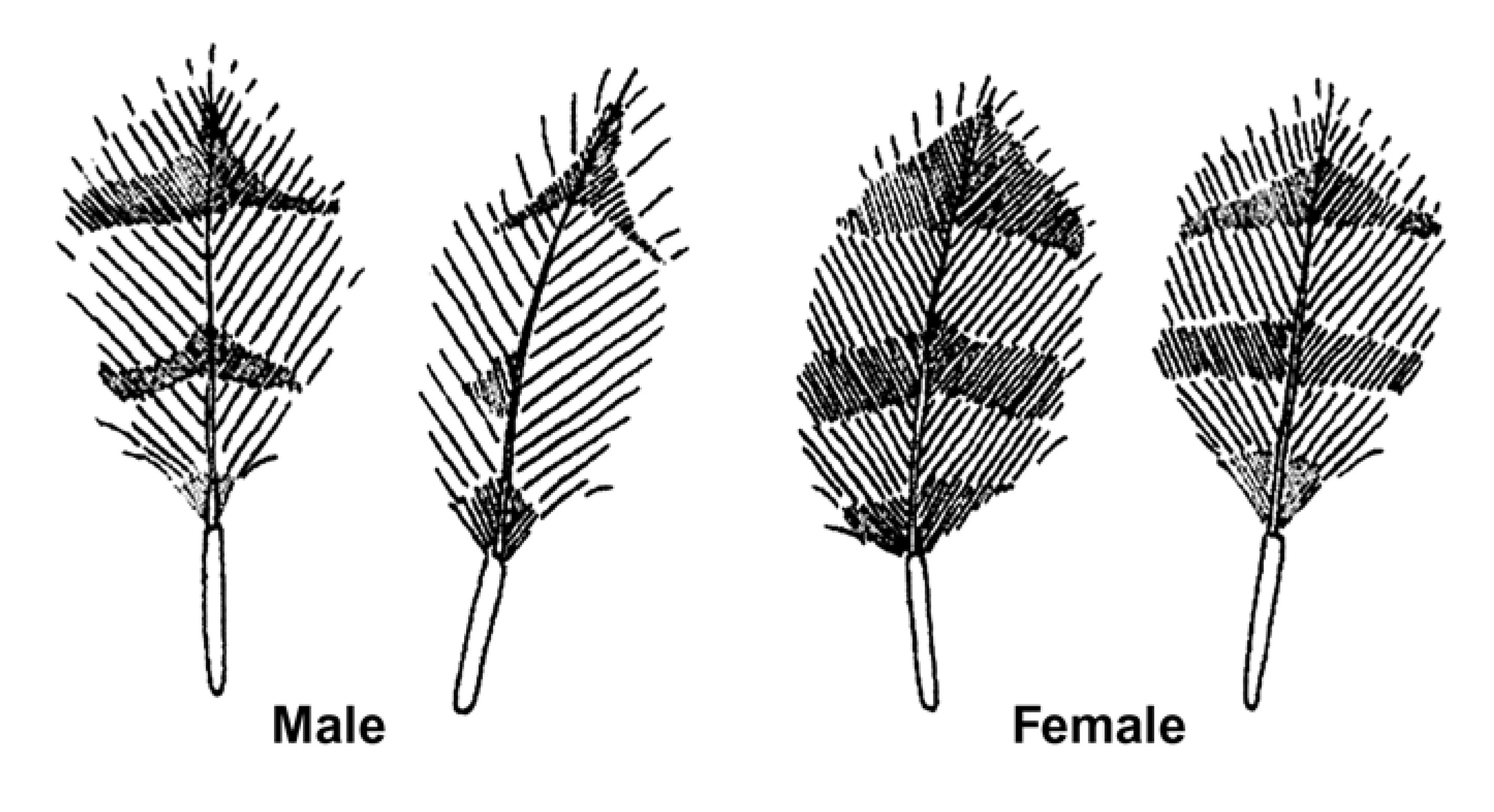 ocasek_U.jpg