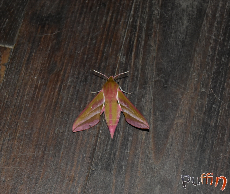 DSC_2647-1.JPG