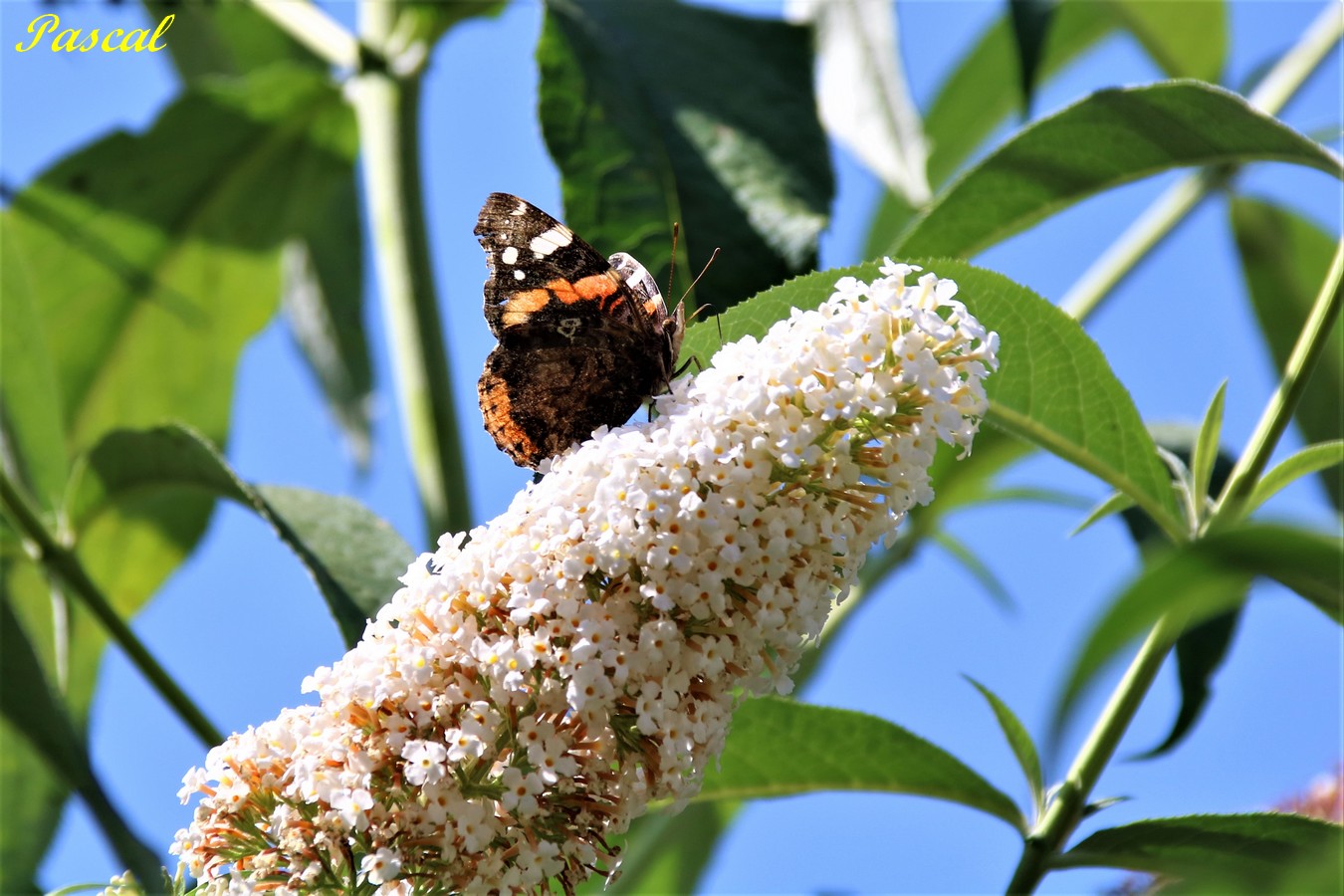 Vulcain sur Buddléïas 27 Juillet 2019 (2).JPG