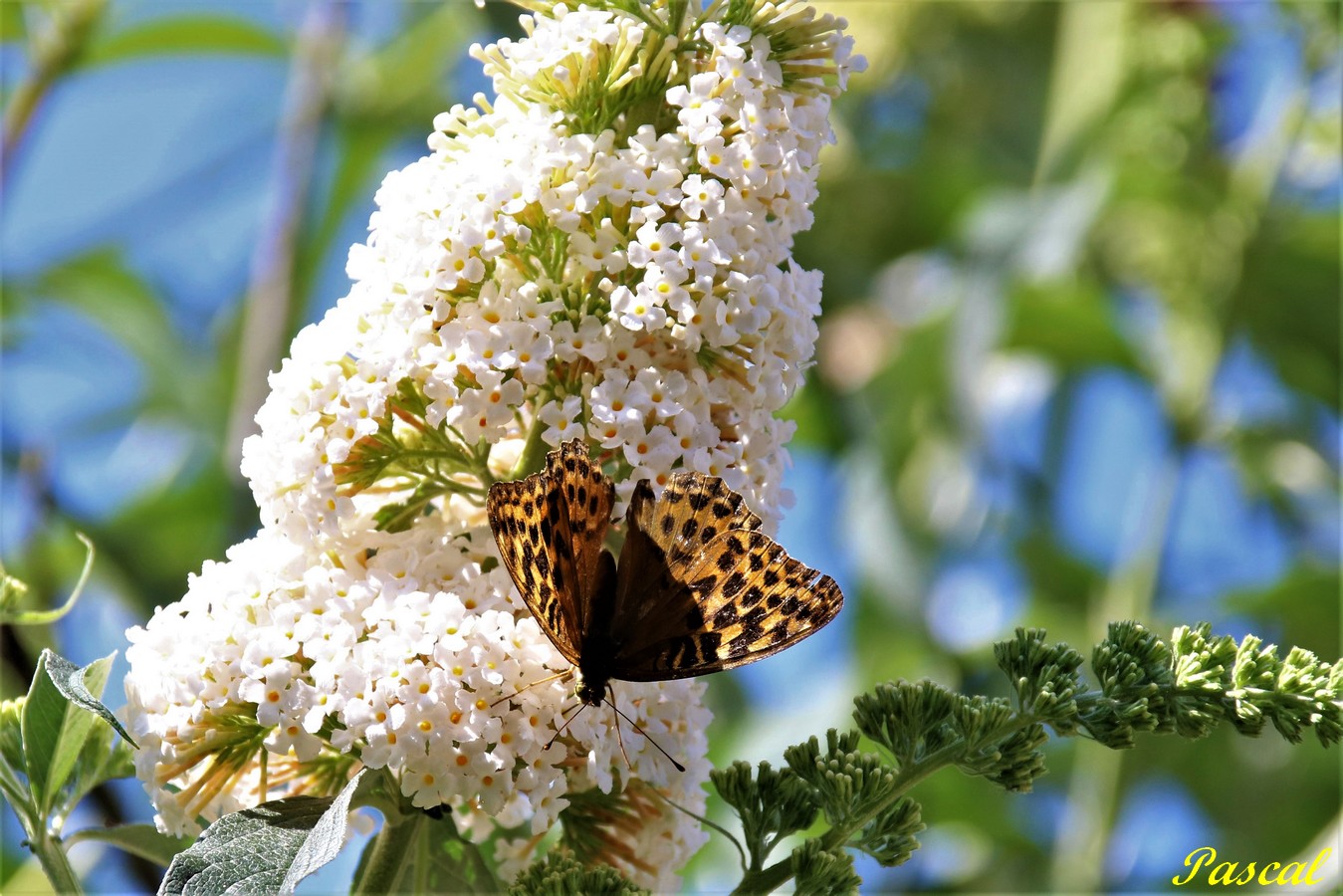 Petit Nacré sur Buddléïas 27 Juillet 2019.JPG