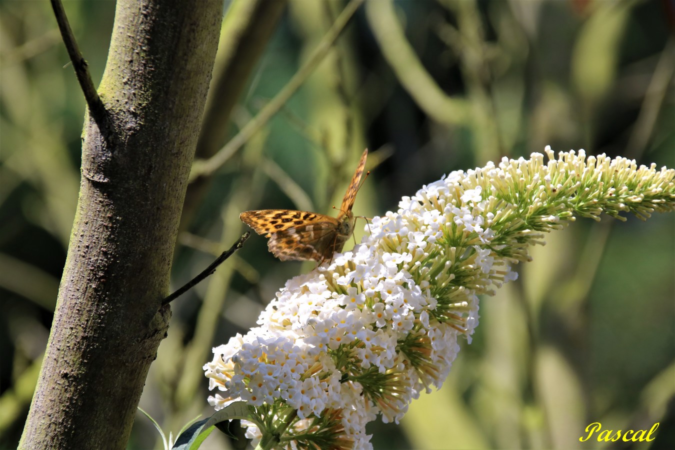 Petit Nacré sur Buddléïas 27 Juillet 2019 (2).JPG