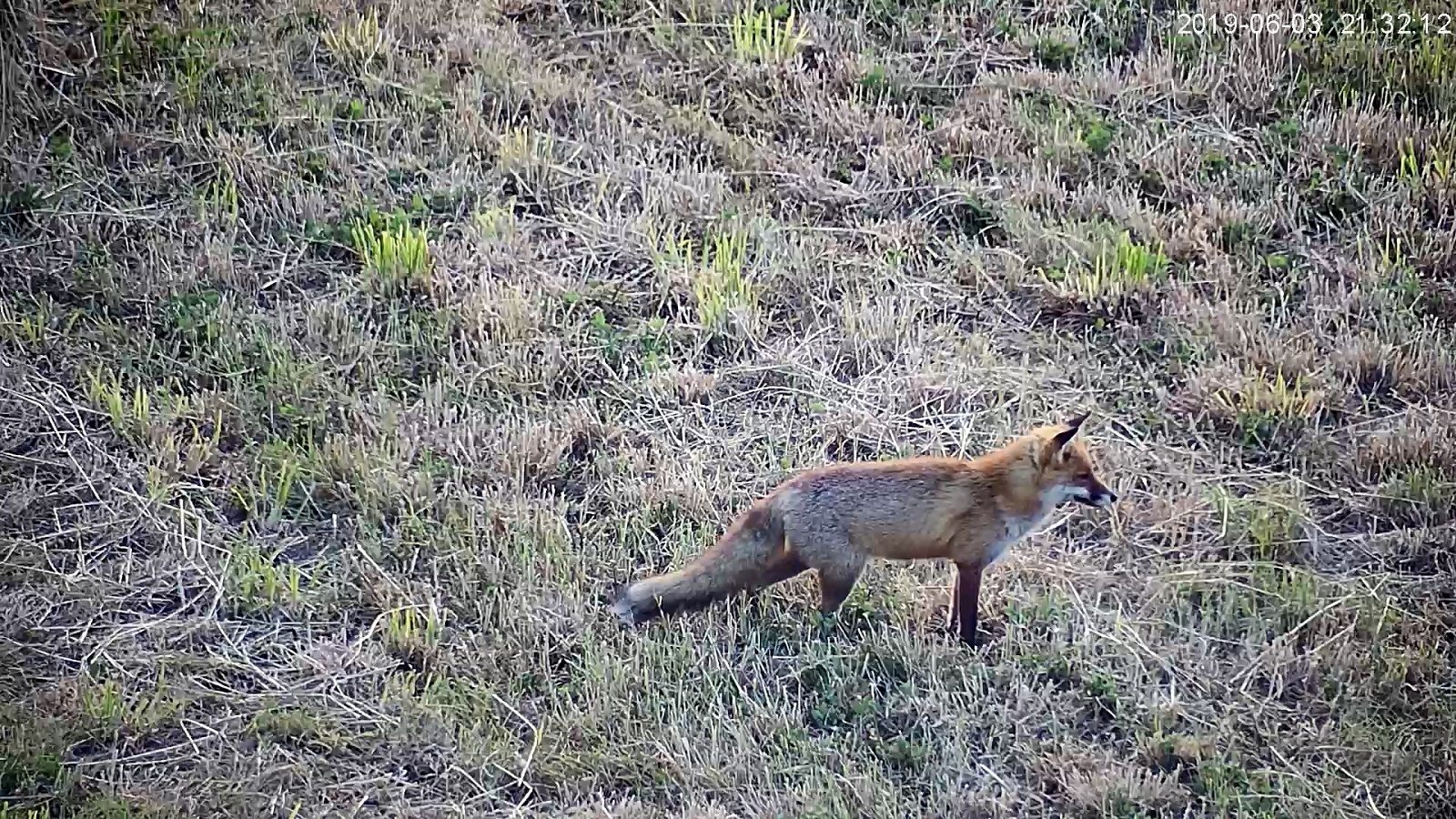 renard camera 1red.jpg