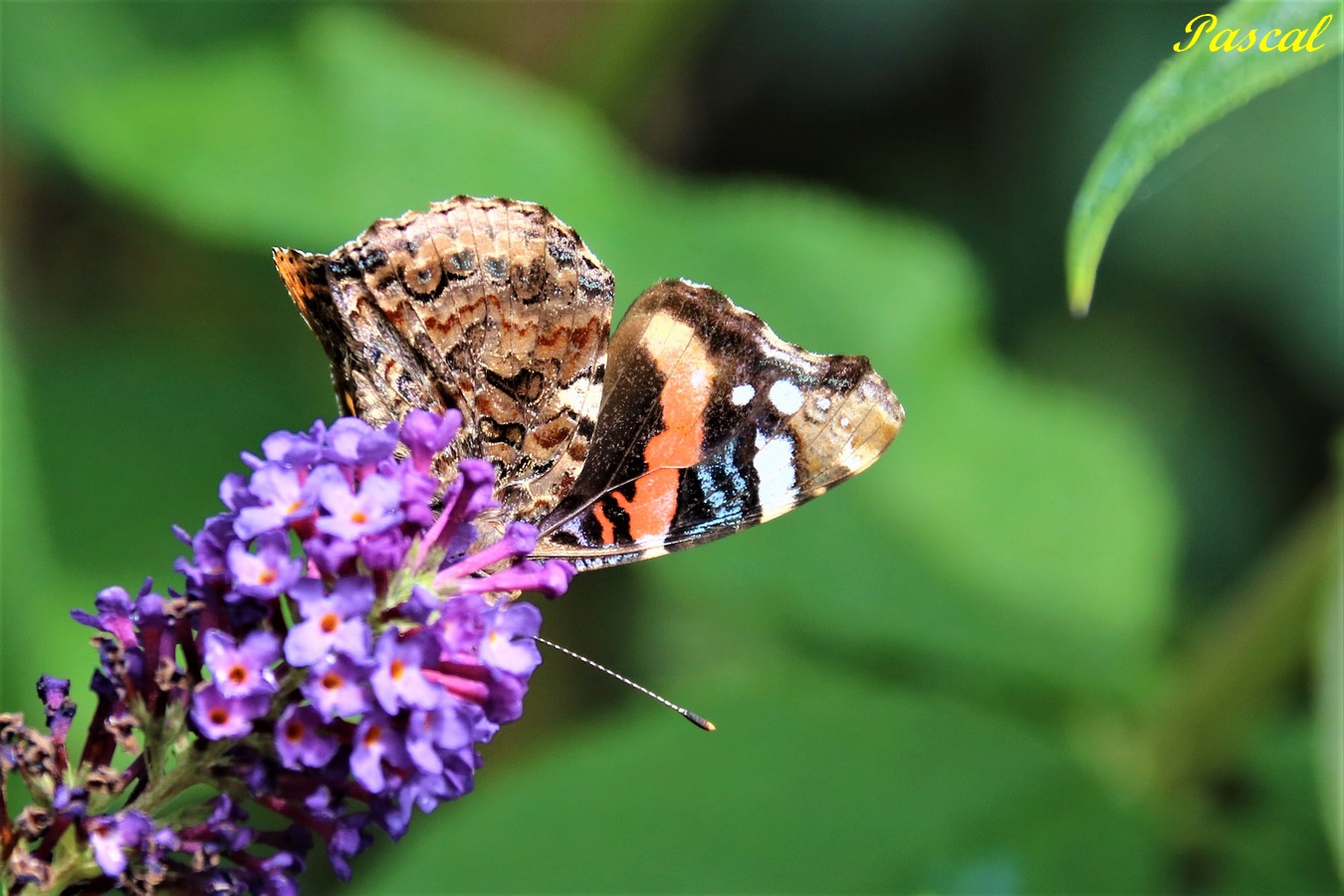 Vulcain sur Buddléïa jardin Dimanche 4 Août 2019.JPG