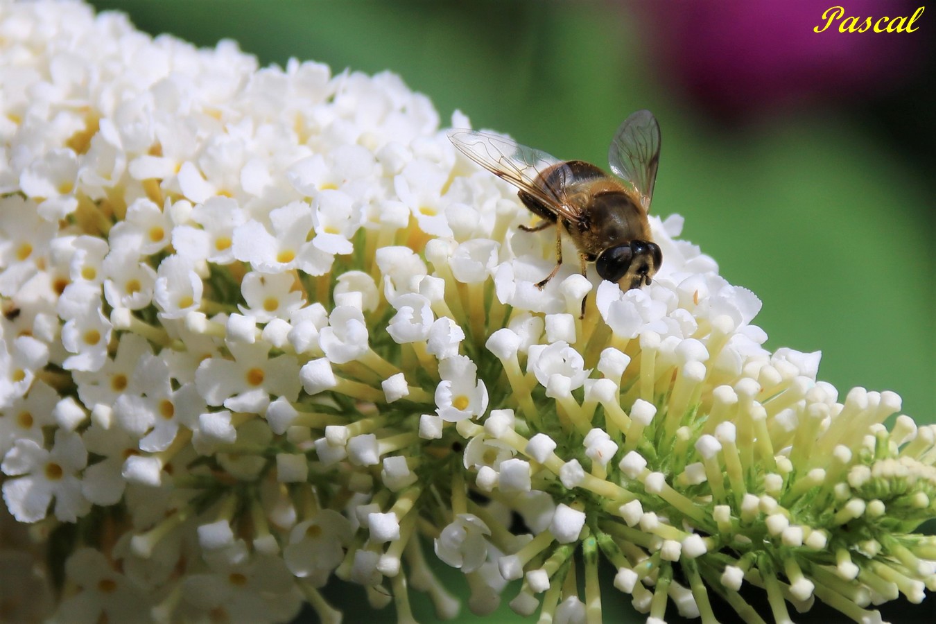 Syrphe sur Buddléïa White Profusion Dimanche 4 Août 2019.JPG