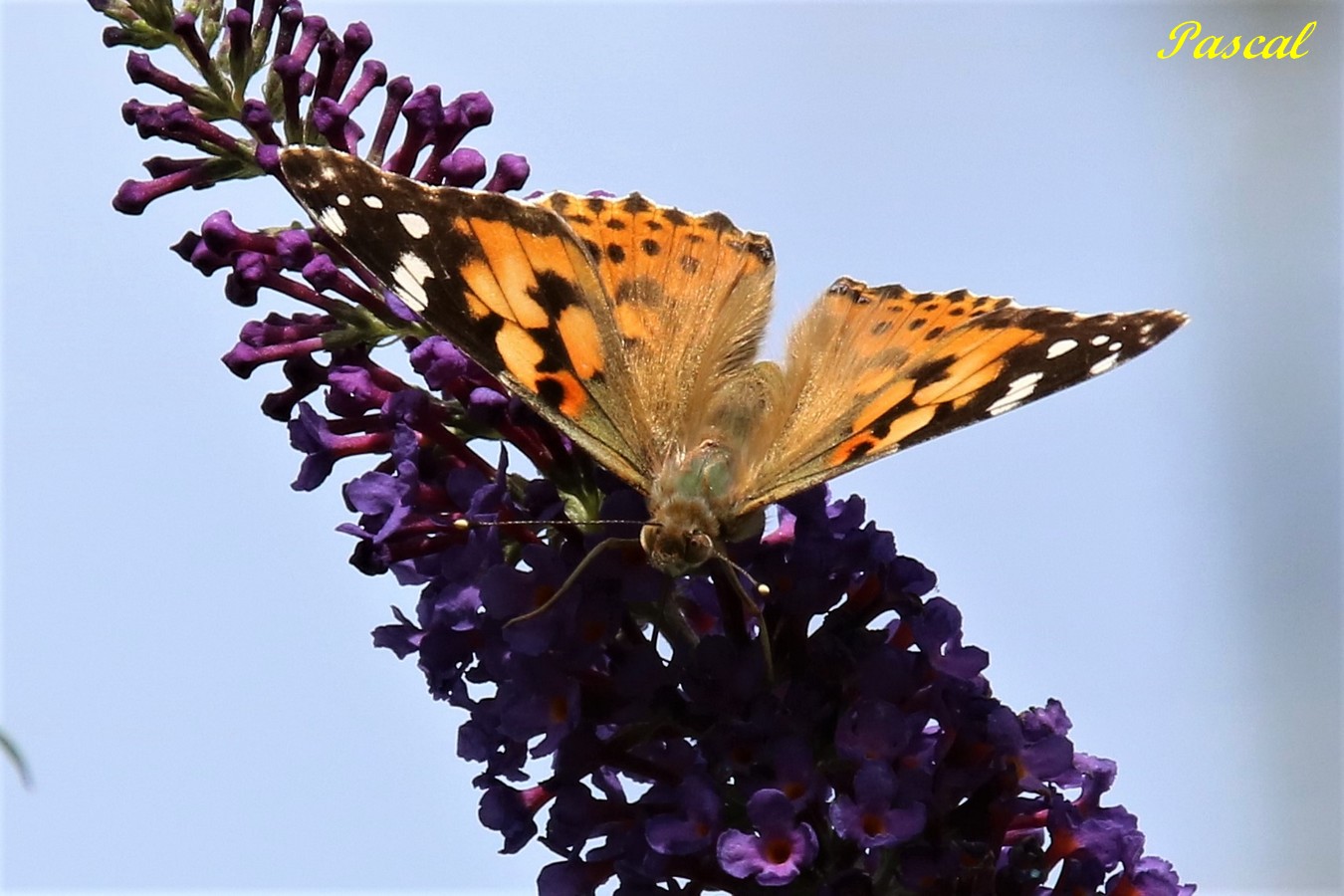 Belle-Dame sur Buddléïa blue jardin Dimanche 4 Août 2019 (2).JPG