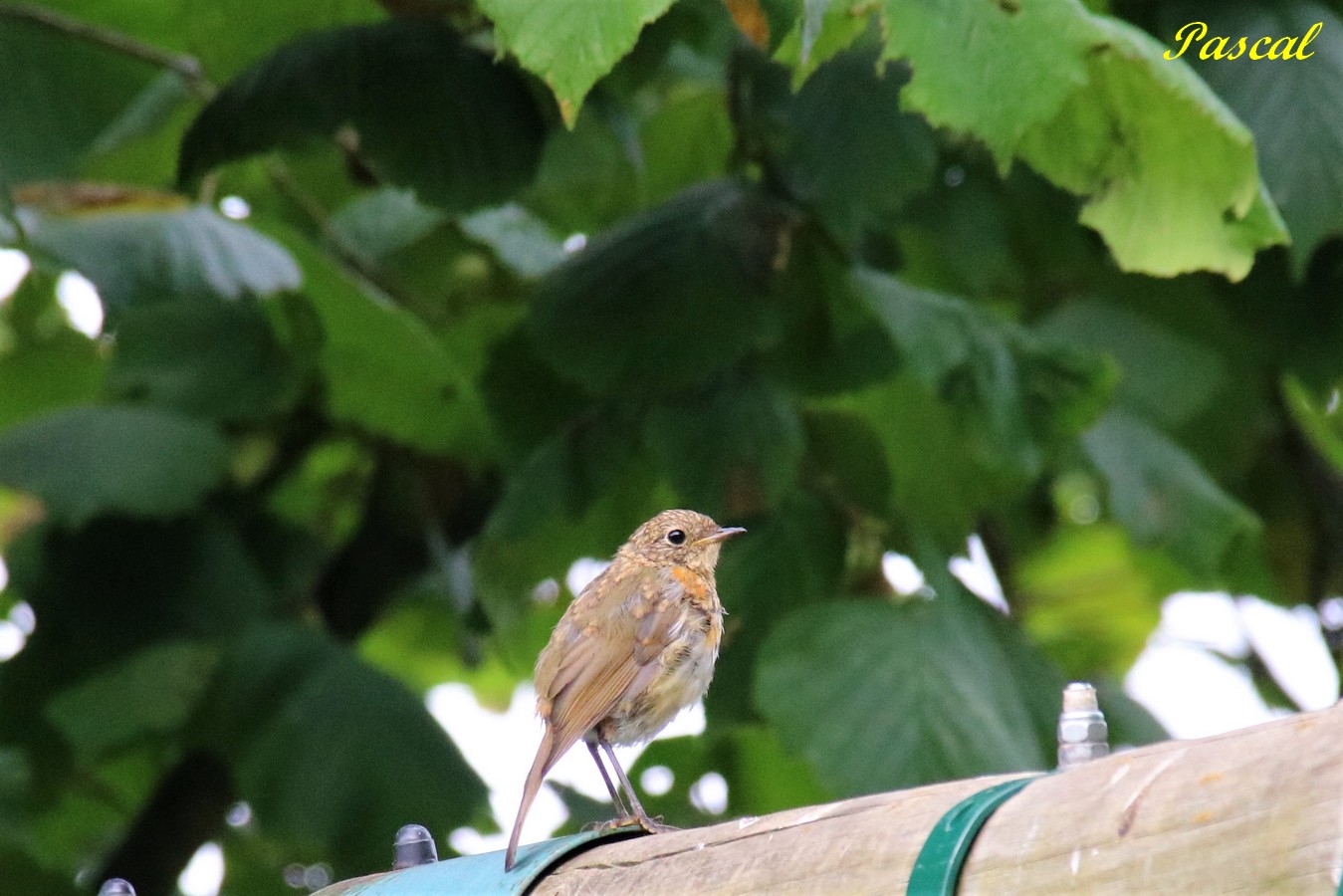 Jeune Rouge-Gorge Jardin Dimanche  4 Août 2019.JPG