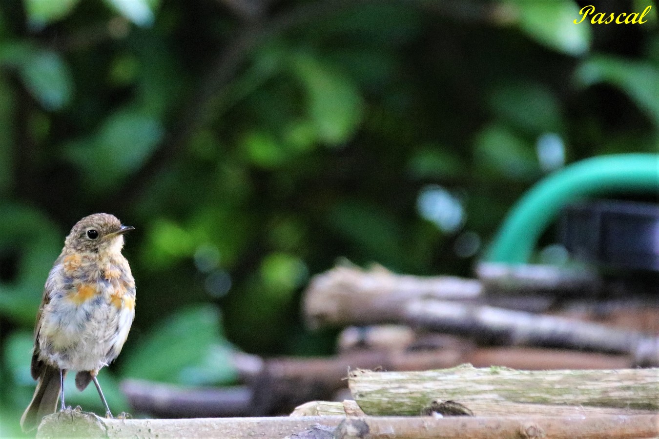 Jeune Rouge-Gorge près abreuvoir jardin Dimanche 4 Août 2019.JPG