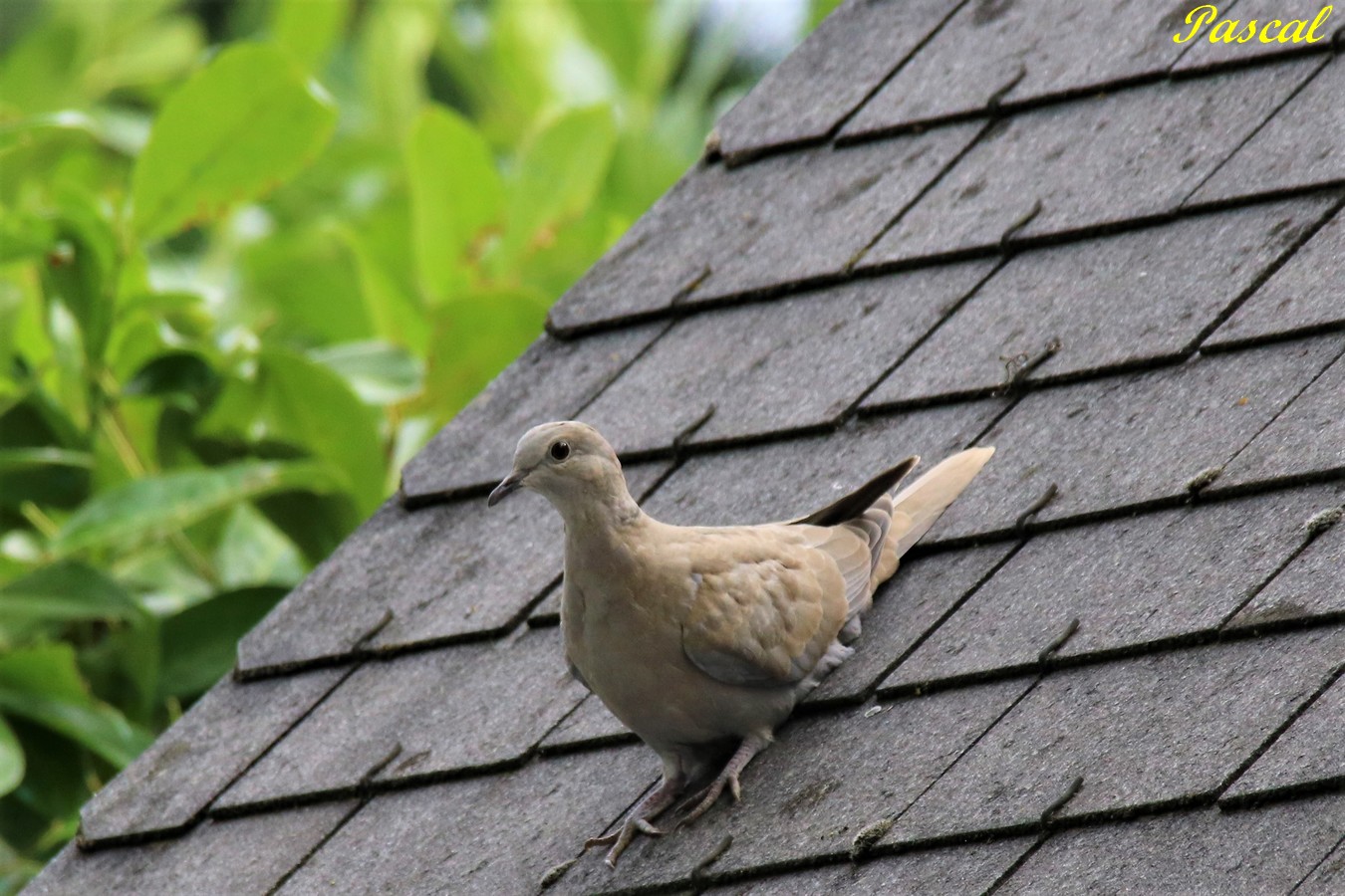 Jeune Tourterelle Turque s'apprêtant à aller boire dans la goutière jardin Dimanche 4 Août 2019.JPG