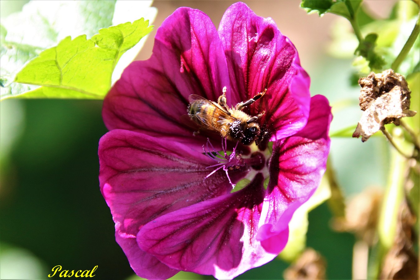 Abeille sur Grande Mauve.JPG
