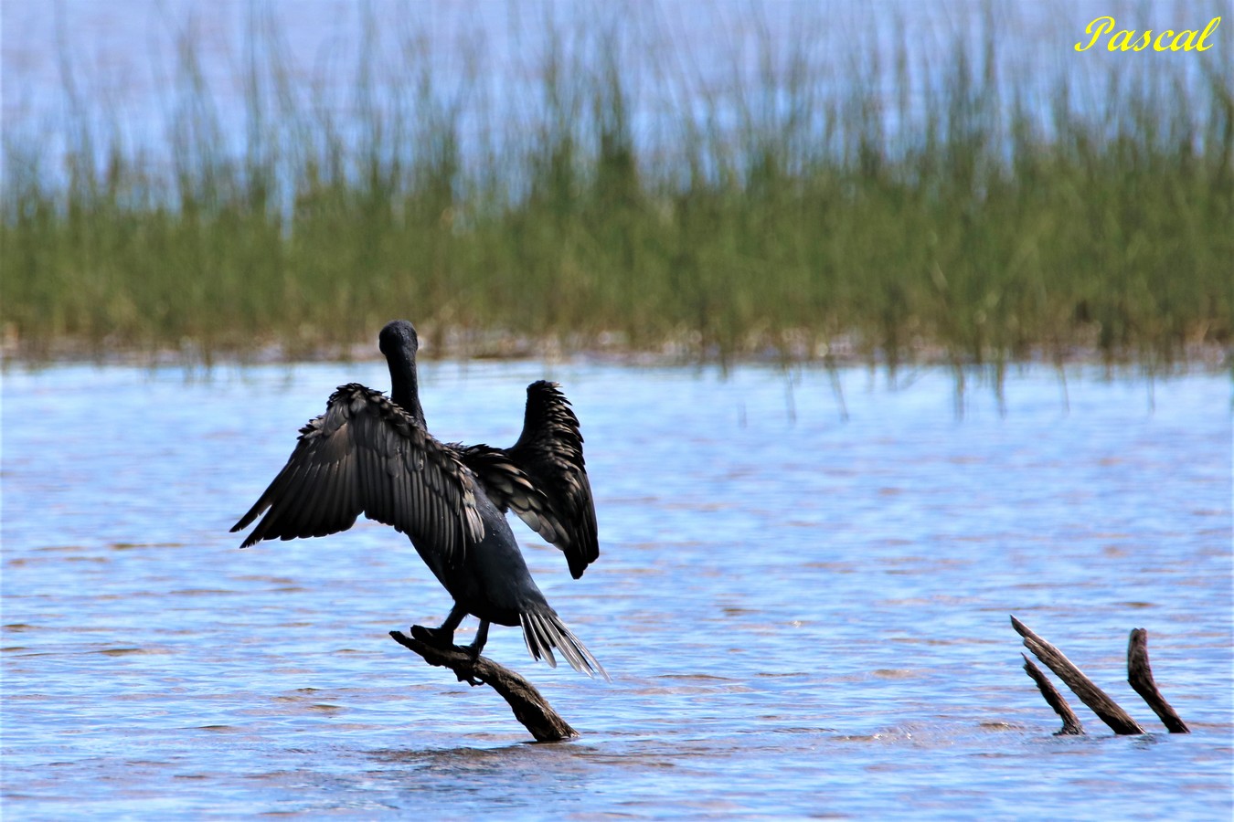 Grand Cormoran le Rocleu Samedi 24 Août 2019 (1) - Copie.JPG
