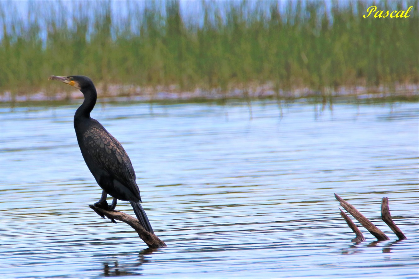Grand Cormoran le Rocleu Samedi 24 Août 2019 (2) - Copie.JPG