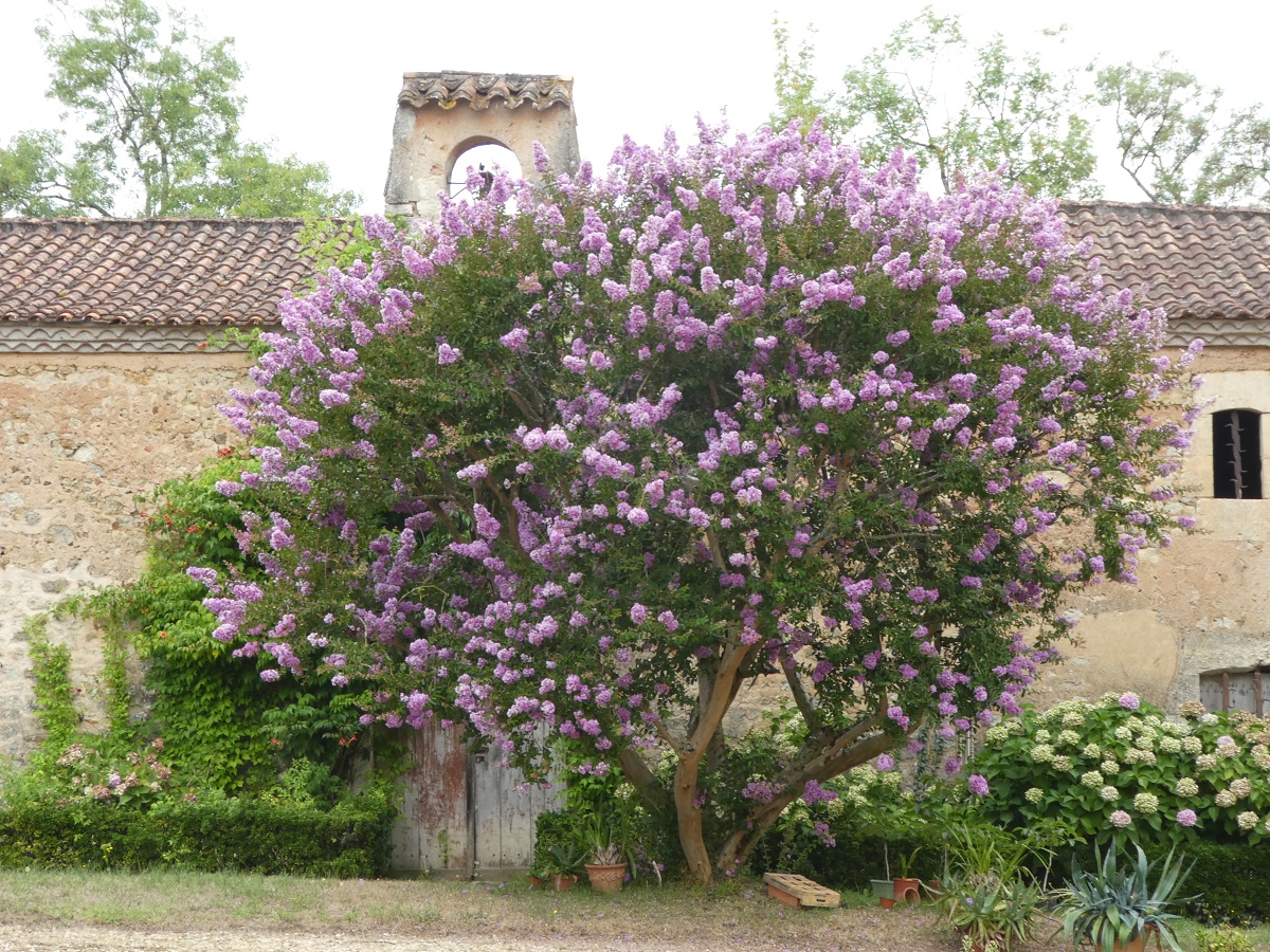 lagerstroemia.jpg