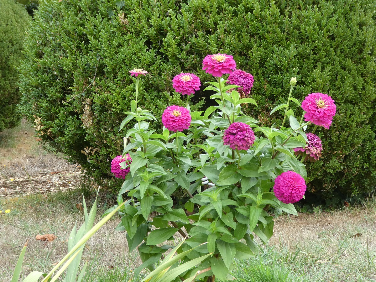 zinnia 1.jpg