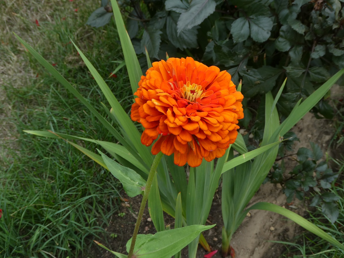 zinnia 2.jpg