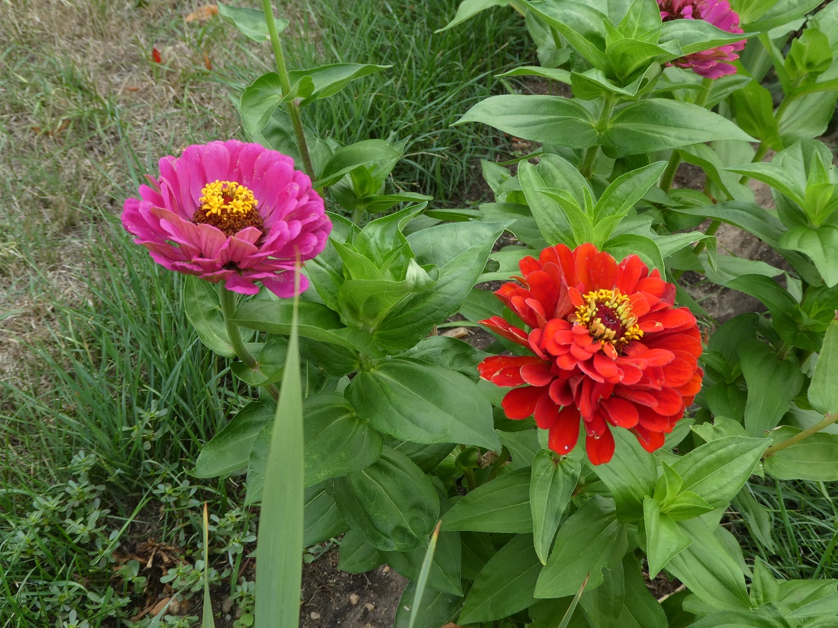 zinnia 3.jpg