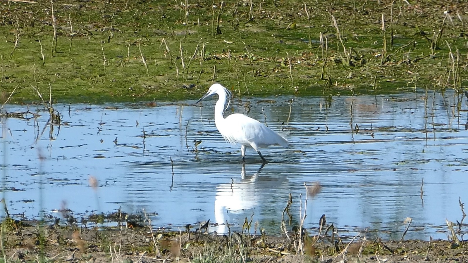Aigrette garzette