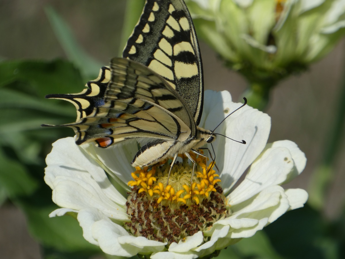 machaon 1.jpg