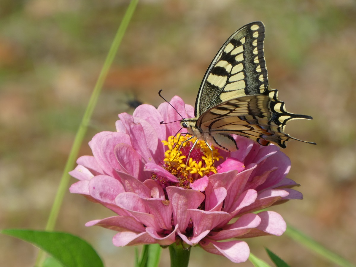 machaon 2.jpg