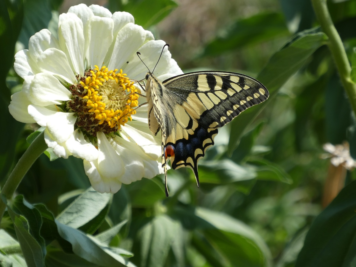 machaon 3.jpg