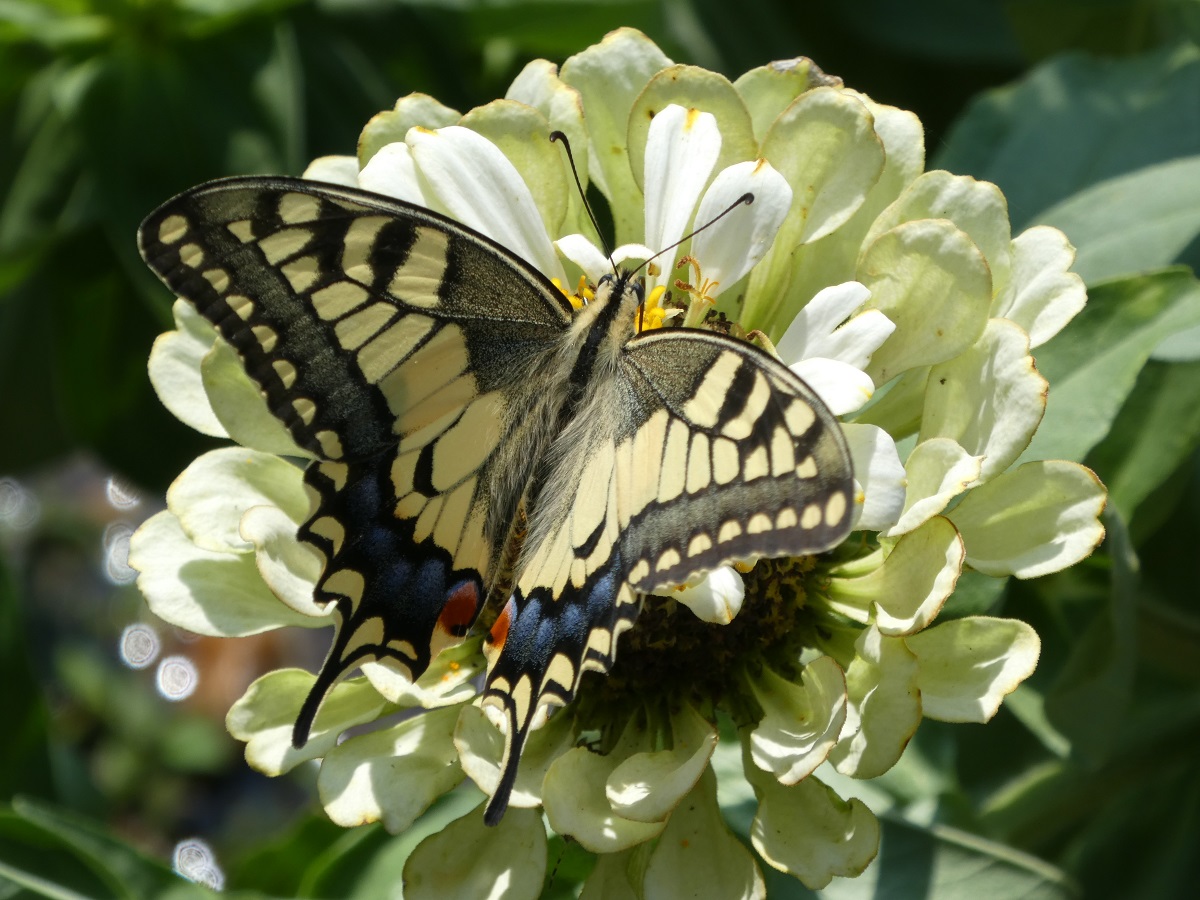 machaon 4.jpg