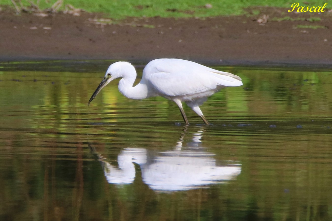 Aigrette Garzette 1.JPG
