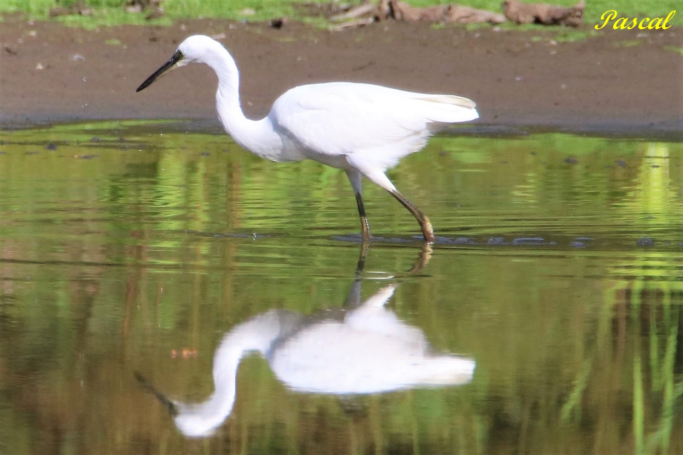 Aigrette Garzette 2.JPG