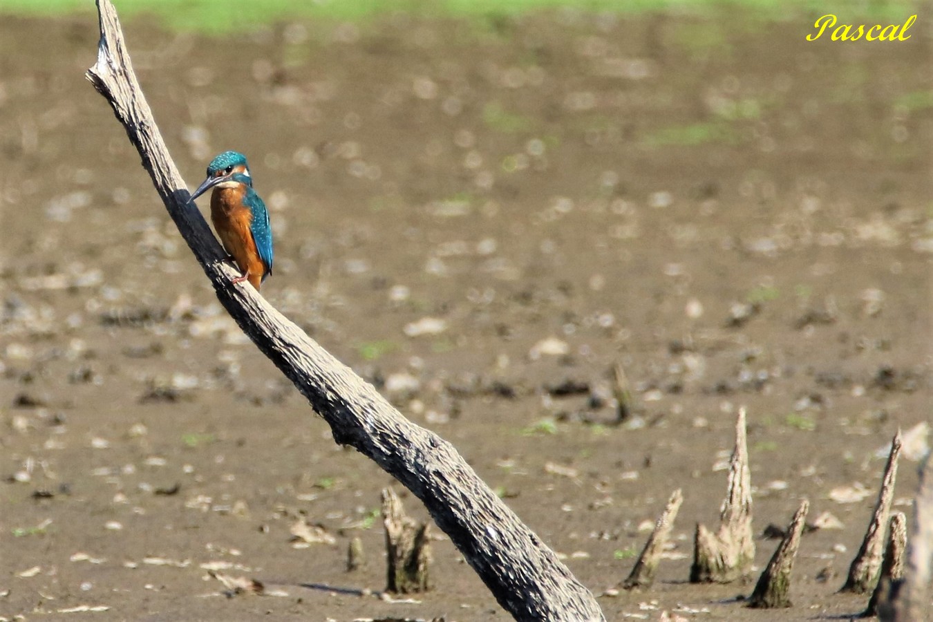 Martin-pêcheur 1.JPG