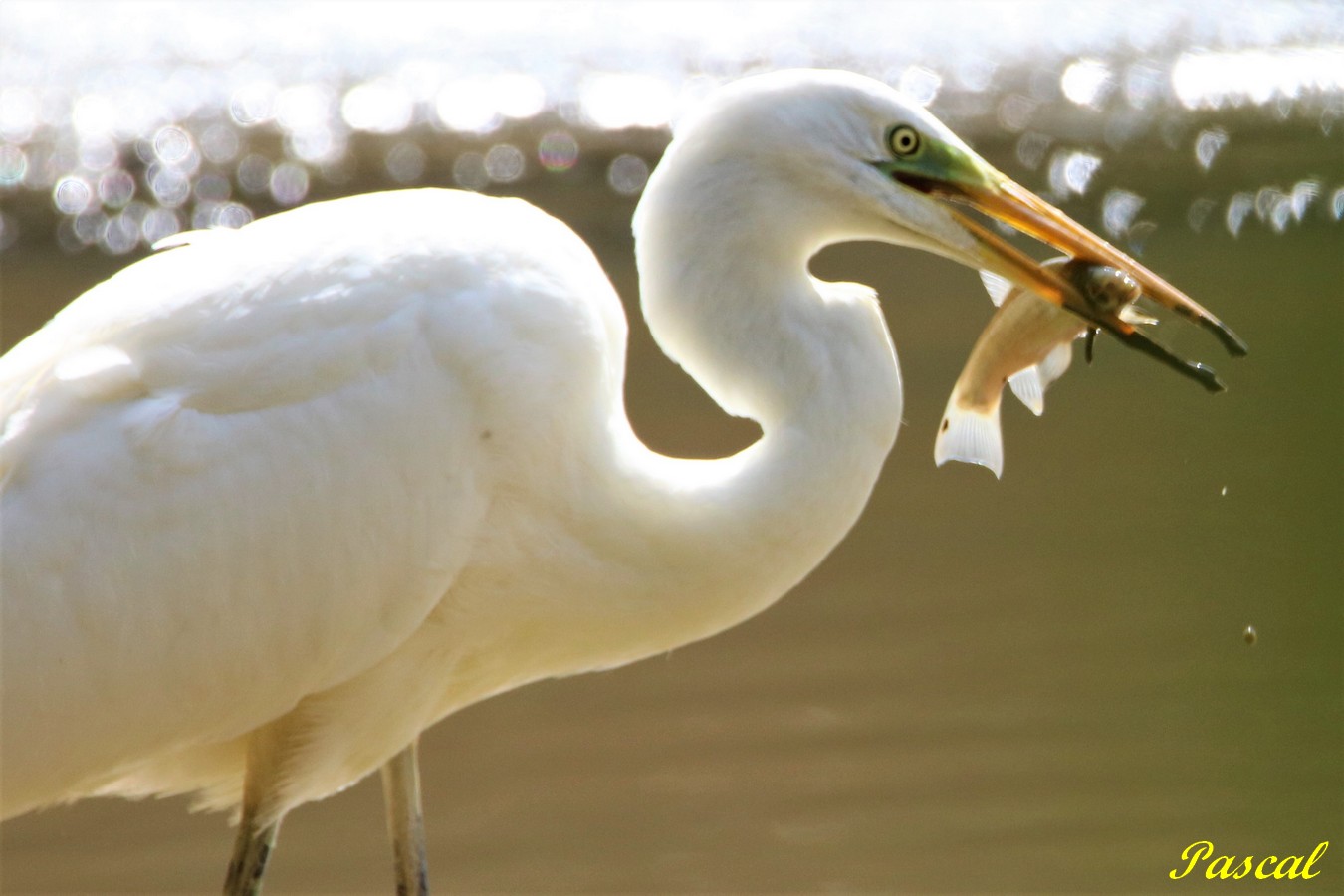 Grande Aigrette 2.JPG