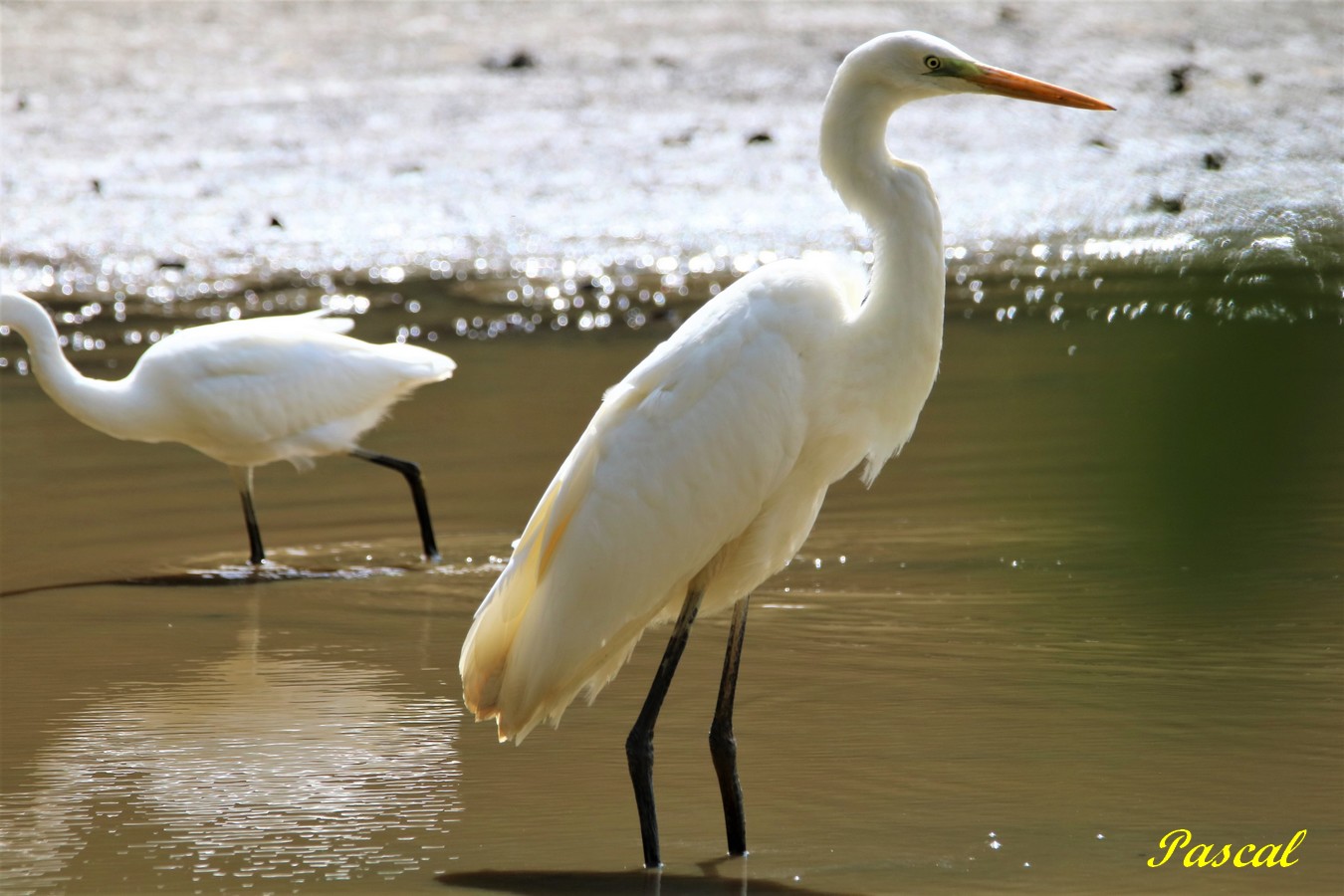 Grande Aigrette 3.JPG