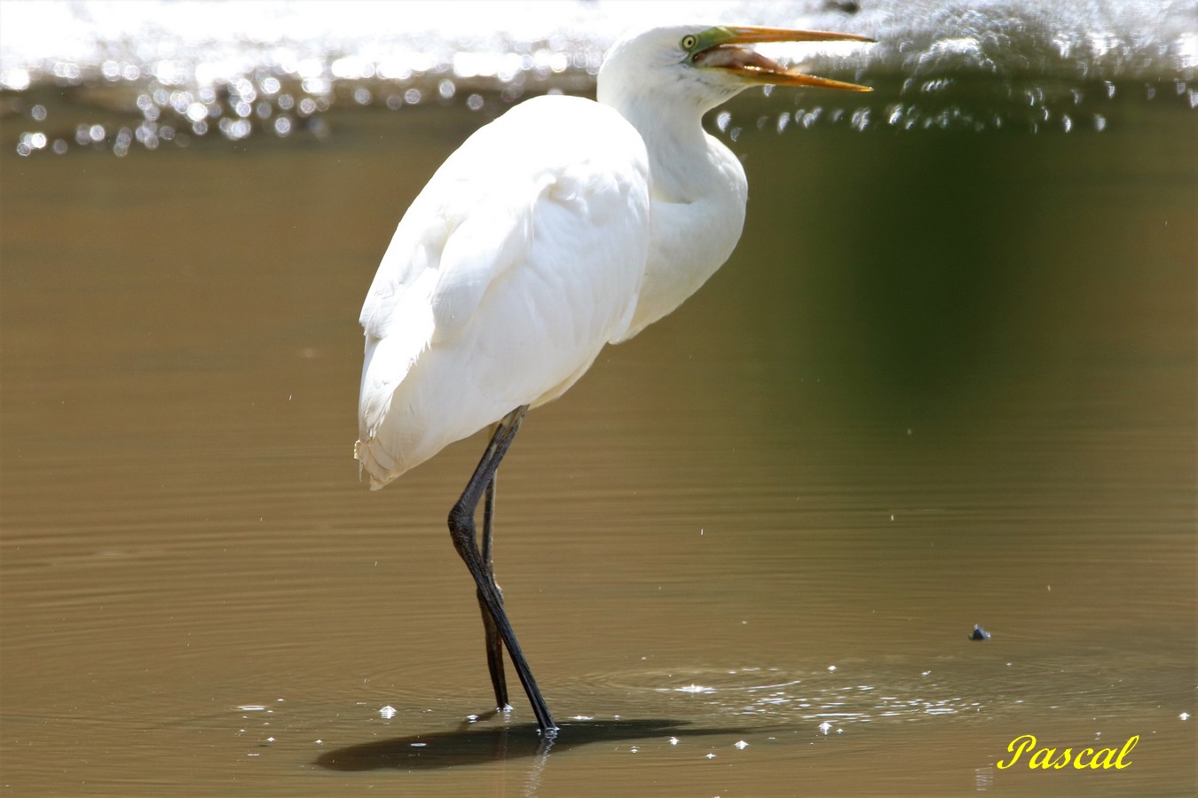 Grande Aigrette 4.JPG