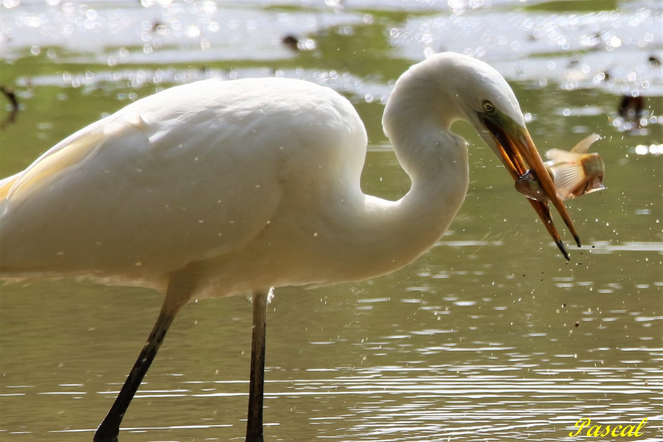 Grande Aigrette 5.JPG