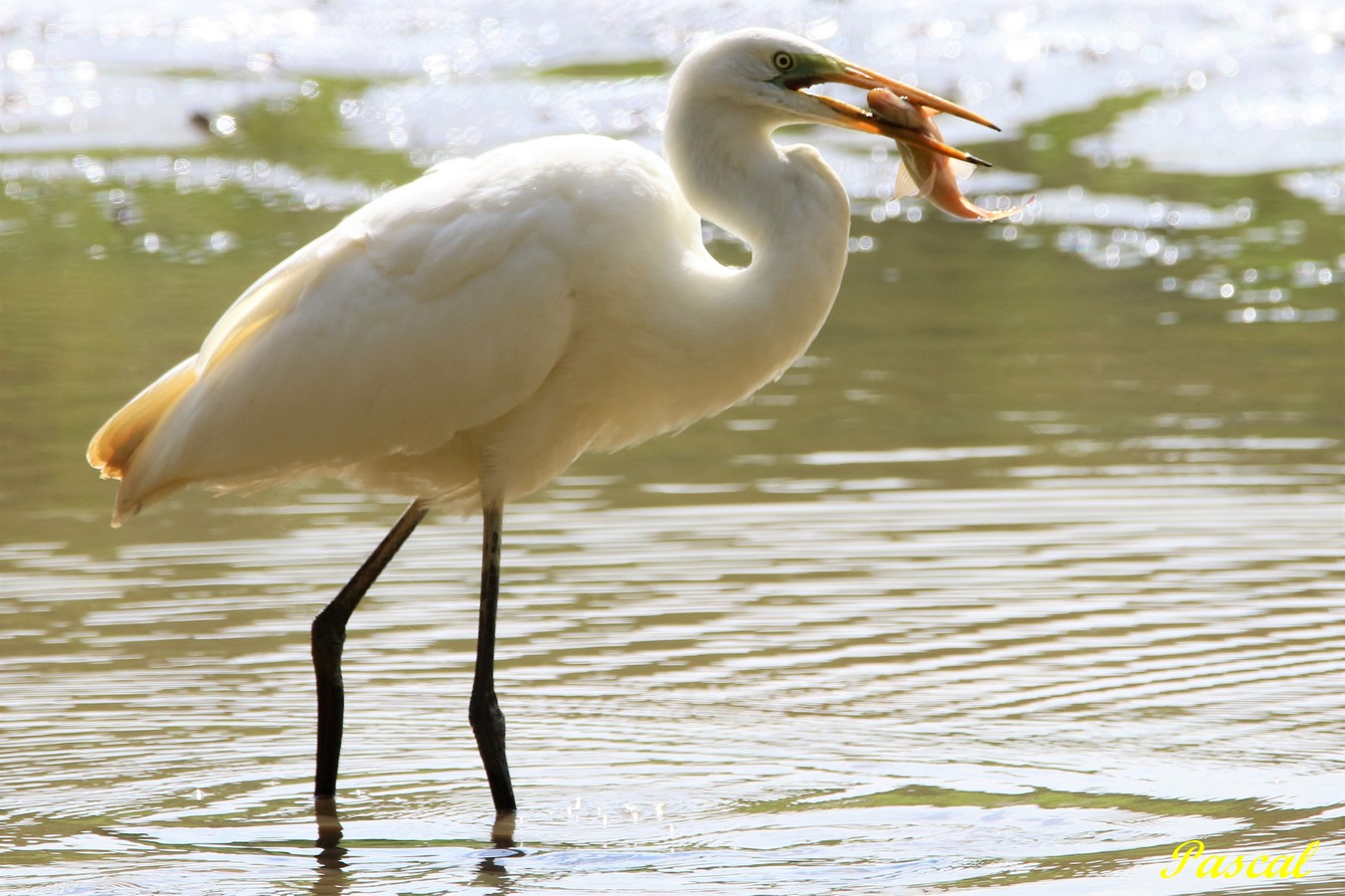 Grande Aigrette 6.JPG